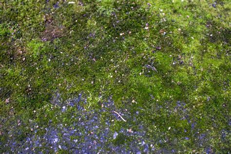 Bright Green Moss As Background Stock Photo Image Of Closeup Garden