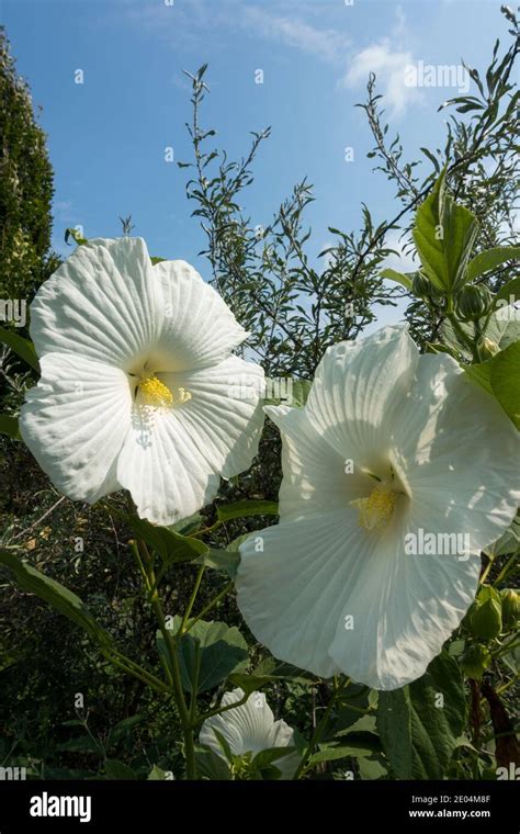 Two Hibiscus Hi Res Stock Photography And Images Alamy