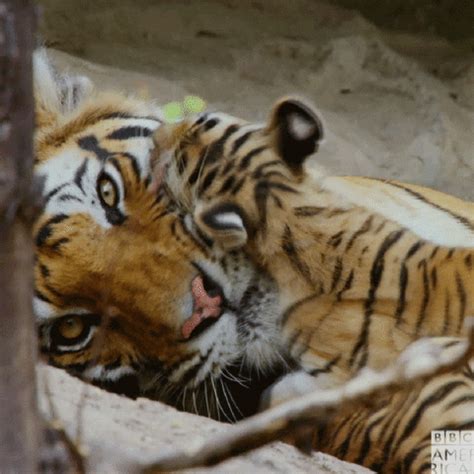 A baby tiger is called as a cub or whelp. Tiger Cub GIFs - Get the best GIF on GIPHY