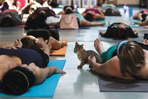 Save on popular hotels in downtown pittsburgh, pittsburgh: Kitten Yoga, sponsored by Pittsburgh's Animal Friends, is ...