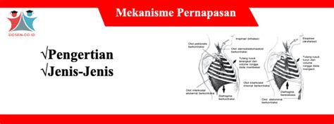 Demikian penjelasan mengenai mekanisme pernafasan meliputi proses dan jenisnya. Ciri Pernapasan Dada Pada Waktu Ekspirasi Adalah - Ini Cirinya