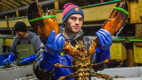 Lobster Is Cheaper Than Ground Beef Right Now In Nova Scotia Sink