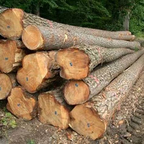 Teak Wood Logs At Best Price In Coimbatore By Vmv Solutions Id