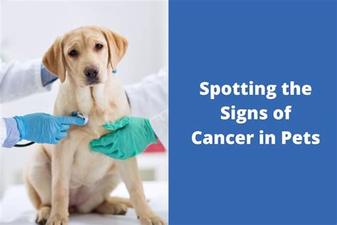 Spotting The Signs Of Cancer In Pets Blog