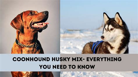 Coonhound Husky Mix Everything You Need To Know