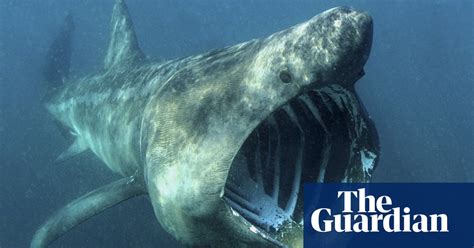 Shark Species Facing Extinction In Pictures Environment The Guardian