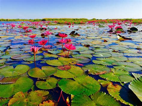 Red Lotus Lake Chiang Haeo All You Need To Know Before You Go