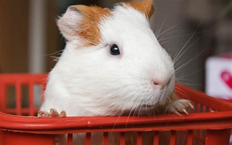 Top 7 Best Guinea Pig Carriers Reviewed For 2023