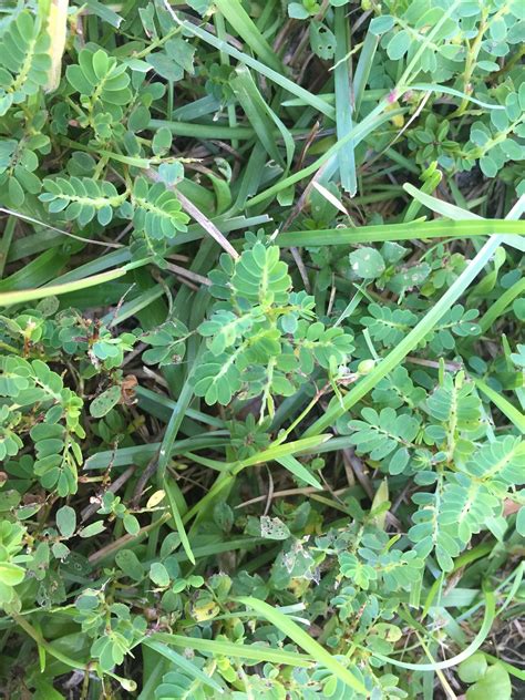 What Is This Invasive Lawn Weed In The Center Of This Picture R