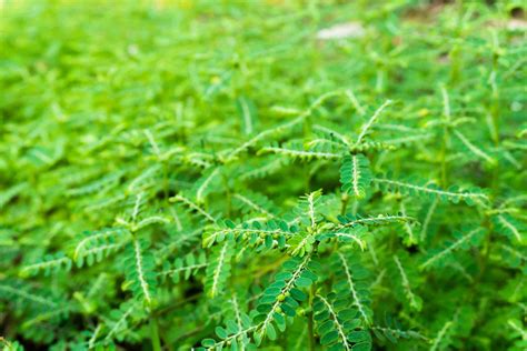 Phyllanthus Benefits Side Effects And Preparations