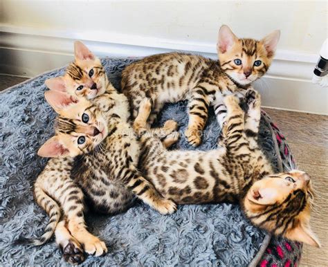 50 Bengal Cat Price For Sale Furry Kittens