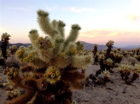 The shot will pinch for a few seconds, then your gums will go numb and you should feel nothing. 10 Magical Things to Do in Joshua Tree (+ 1 Day Itinerary ...