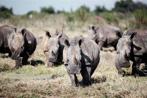 South African Rhino Poaching Falls 11% in First Half, But New Fronts