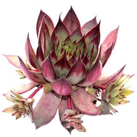 Sempervivum Red Beauty Hens And Chicks For Sale