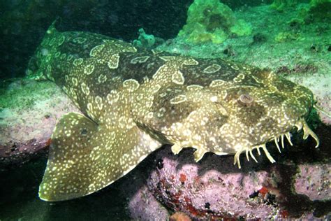 Spotted Wobbegong Fishes Of Cabbage Tree Bay Aquatic Reserve Sydney