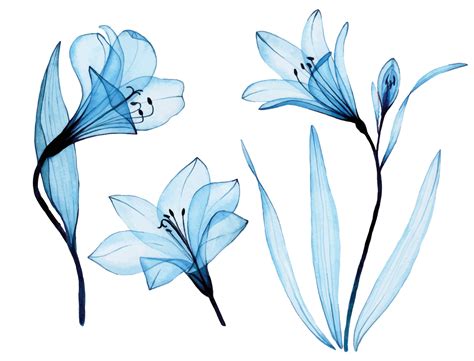 Dibujo De Acuarela Conjunto De Flores Azules Transparentes