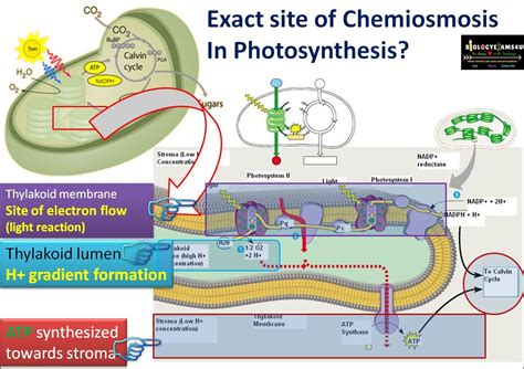 Exact Site Of Chemiosmosis And Atp Synthesis In Photosynthesis A