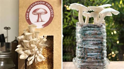 Grow Your Own Mushrooms At Home