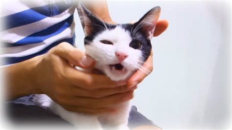 Barring injury or oral disease, these should keep your kitty chewing into old age. 子猫の歯磨き中に歯が抜けました The kitten's teeth have fallen out while ...