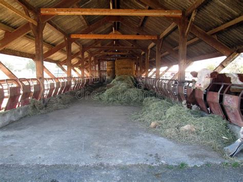 Inside Of A Cow Barn Stock Image Image Of Cute Cattle 35353987