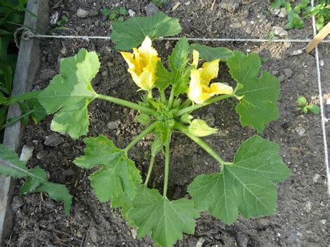 Quand la courgette fait son entrée au potager