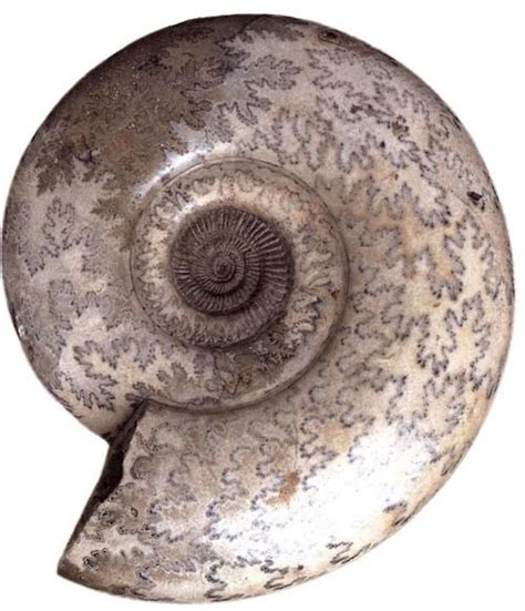 Couleurs Nautilus Spirals In Nature Fossils