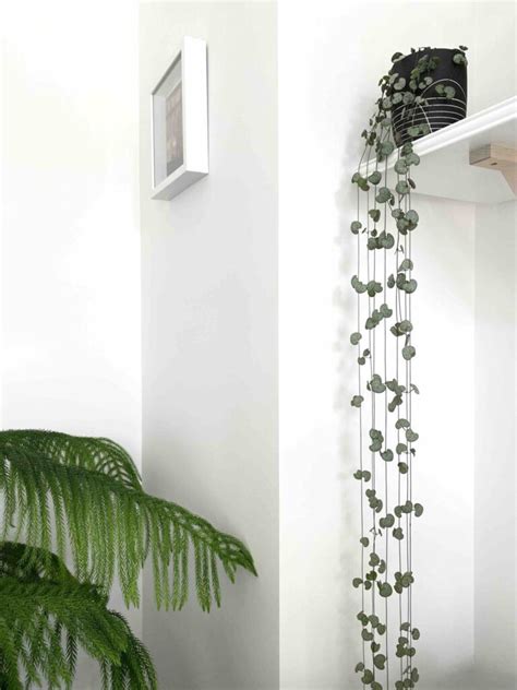 Indoor Climbing And Trailing Plants That Are Easy To Care For My