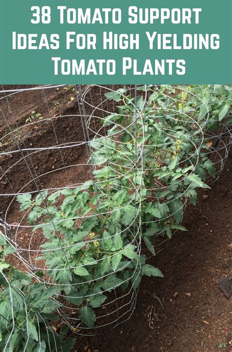 38 Tomato Support Ideas For High Yielding Tomato Plants Tomato Plants