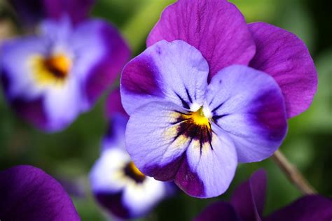 Violetta fiore piante annuali la violetta fiore di delicata. ورد البنفسج: الأنواع والخصائص بالصور - روزبيديا