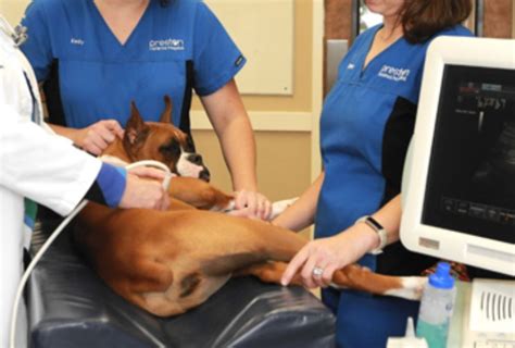 X Ray And Ultrasound Ahpc Veterinary Clinic