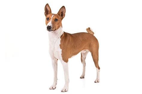 Basenji Dog Breed Information Images Characteristics Health
