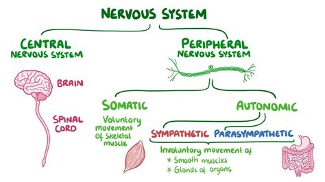 Sympathetic Nervous System Video Anatomy And Definition Osmosis