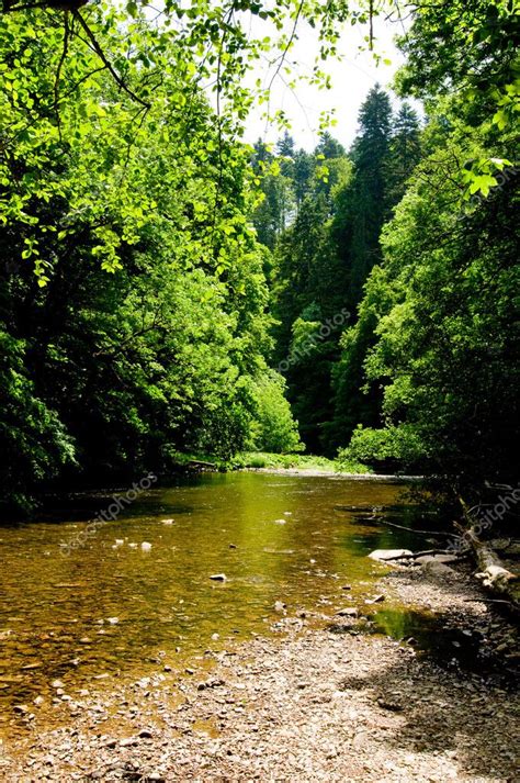 Black Forest River — Stock Photo © Depally 3917568