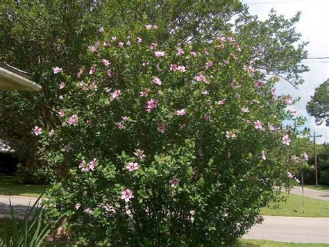 The 5 Best Ornamental Flowering Hedge Plants Dengarden