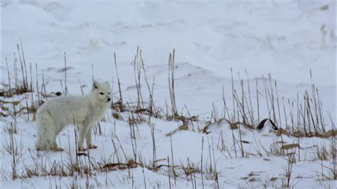 Climate Change Contributes To Competition Between Red And Arctic Foxes
