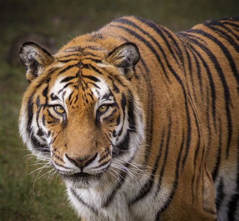 Top 91 Pictures What Is A Group Of Bengal Tigers Called Superb