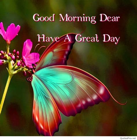 78 Butterfly Good Morning Images Photo Good Morning Picture Good