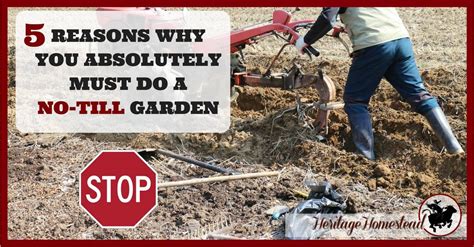 Do you have to till a garden. Why You Absolutely MUST Do A No-Till Garden - A Life Of ...
