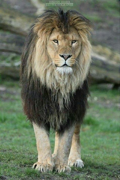 African Lion | Animales salvajes, Animales feroces, Animales hermosos