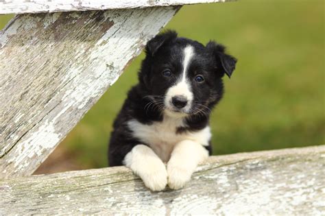 Border collie caractère soins éducation Magazine zooplus