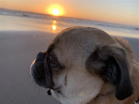 Chug Theodore Having A Think During A Beach Sunset Rpugs
