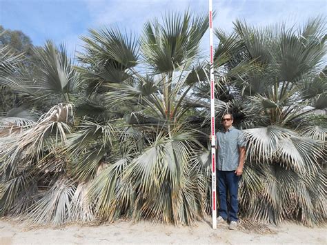 Quality Brahea Armata Palm Trees For Sale West Coast Trees