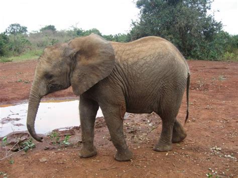 Baby Elephant Orphan Shutterbug