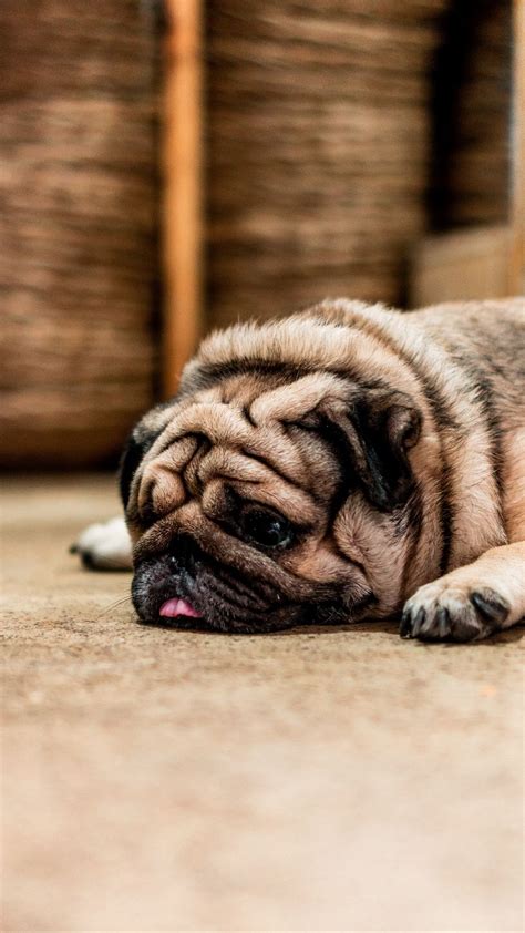Download Wallpaper 1080x1920 Pug Dog Protruding Tongue Sad Pet