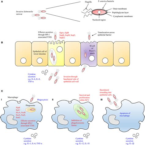 Through the stomach, the bacteria reach the small intestine. Frontiers | Salmonella-Host Interactions - Modulation of ...