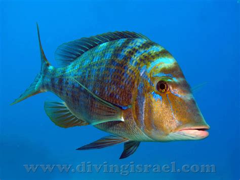 Emperors Spangled Emperor Lethrinus Nebulosus