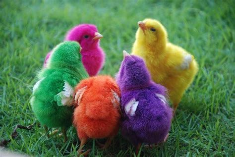 The Rainbow Chicks 🌻 For More Great Pins Go To Kaseybellefox Cute