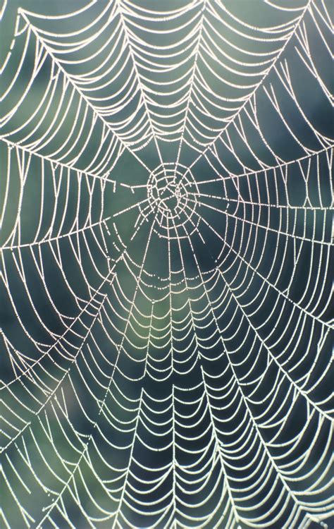 Spider Web Namecm