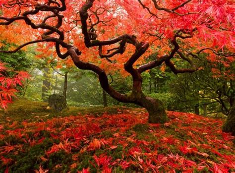 We did not find results for: Japanischer Ahorn: Farbenfrohe Gartengestaltung ...