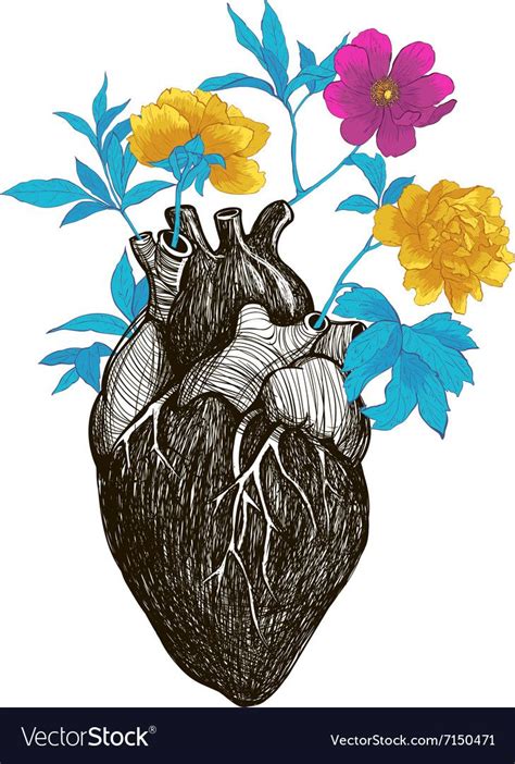 Human Anatomical Heart Royalty Free Vector Image Sponsored Heart